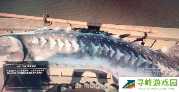 荒野大镖客2传说湖鲟在哪 荒野大镖客2传说湖鲟位置分享